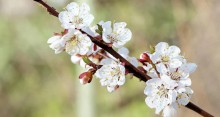 White apricot tree blossoms on a small branch.